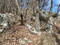 ./photos/2025/250309_-_Planellet/thumbs/20250309_101046.jpg