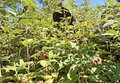 ./photos/2025/250807_-_Arpille/thumbs/20250807_150625.jpg